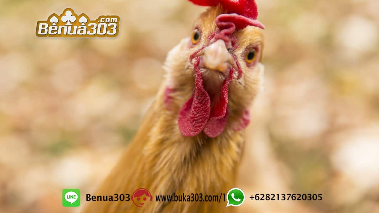 4 Pilihan Bertaruh Sabung Ayam Online