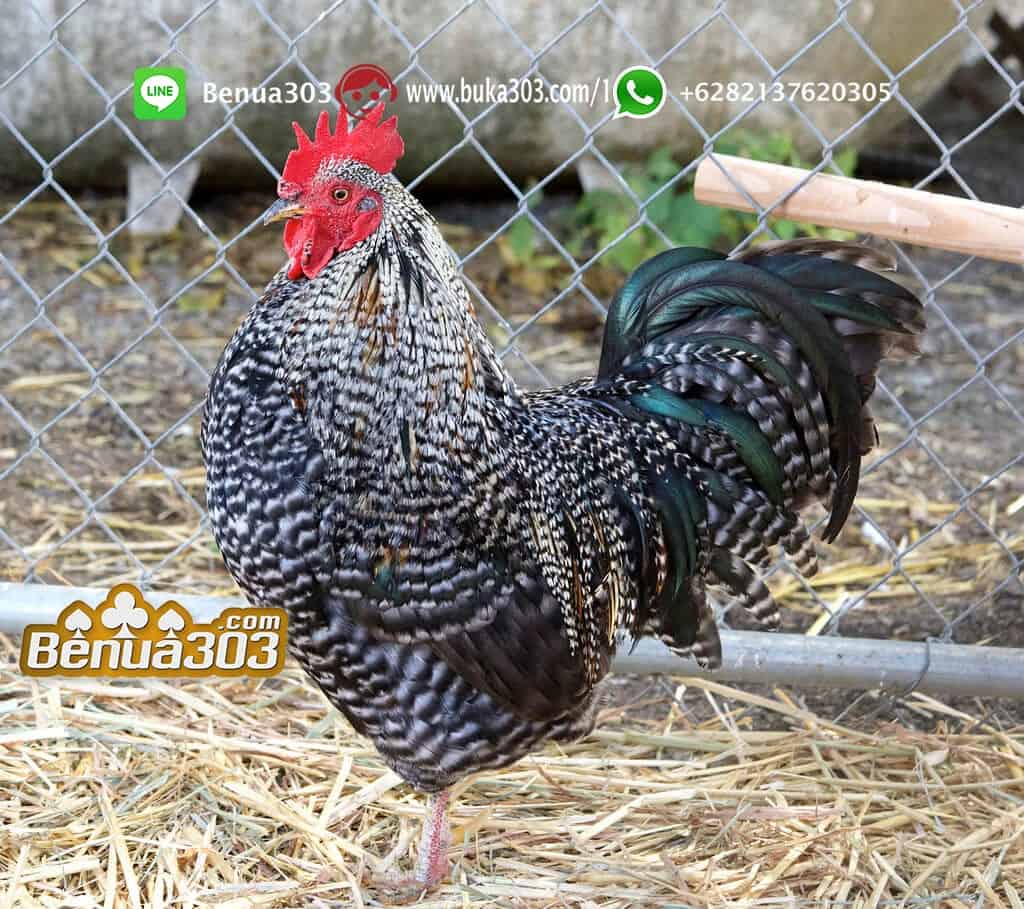 Meningkatkan Kemenangan Taruhan Sabung Ayam