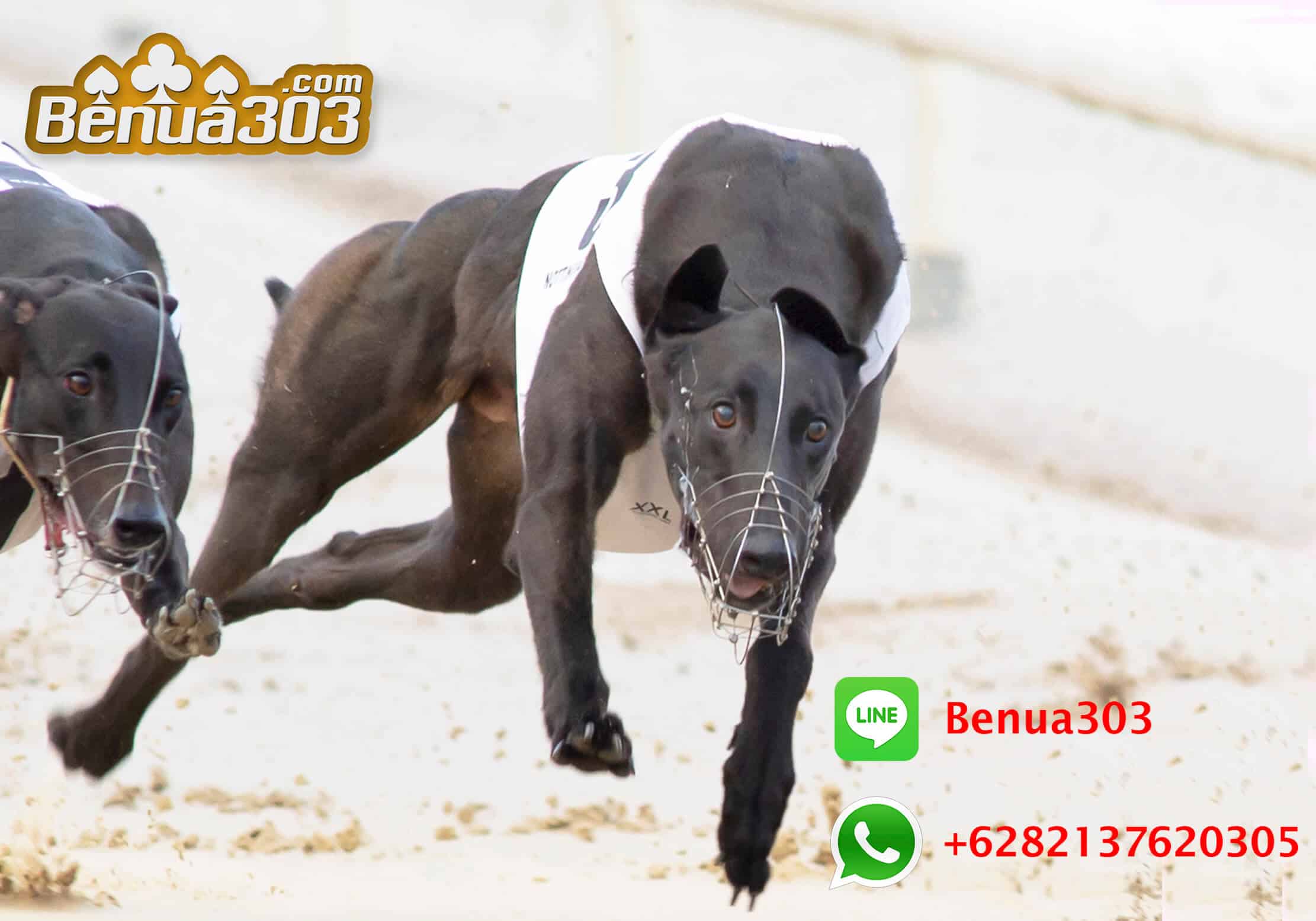 Petunjuk Melakukan Deposit Dog Race S1288